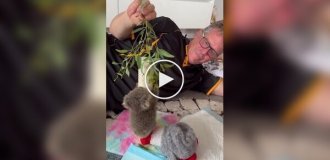 Коала осваивает лазание по деревьям