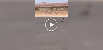 В США засняли погоню койота за дорожным бегуном