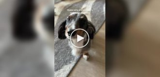 A dog ate too much marmalade With melatonin