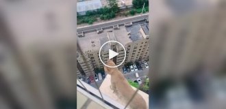 Опасная прогулка кошки