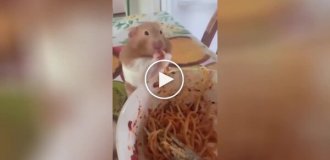 The hamster liked spaghetti