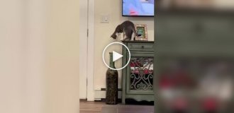 Кот играл с бутылкой и проиграл