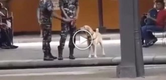 Забавная реакция служебного пса на команду «вольно»
