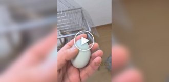 Жители Китая начали заводить куриц и петухов в качестве домашних животных