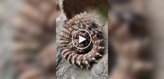 Броненосна ящірка: рептилія, яка згортається в кільце, як живий браслет