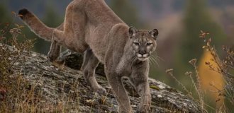 A puma grabbed a 5-year-old boy and dragged him into the forest (4 photos + 1 video)