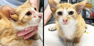 A genetic miracle. A shelter saved an adorable kitten with four ears (2 photos + 2 videos)