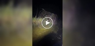 Как сделать паука счастливым