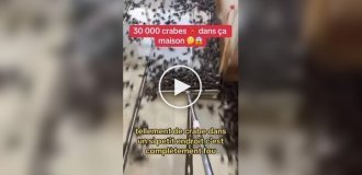 Tens of thousands of crabs attacked the house of a Frenchman