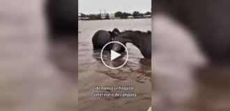 Эвакуация животных из зоны затопления в Аргентине