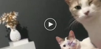 Коту зробили очну операцію, і тепер другий вихованець прикриває своє око, наслідуючи його