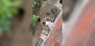 An invasion of hungry cats