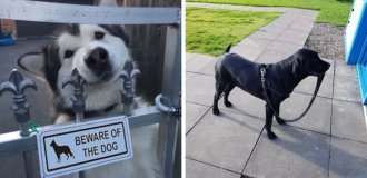 16 funny photos, looking at which you just want to say: “Who is the nicest dog here?” (17 photos)