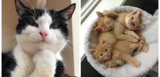 20+ котейок, які щодня вирішують важливі завдання та дають нам цінні життєві уроки (21 фото)