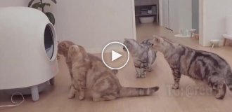 Cats' reaction to a toilet with a self-cleaning function