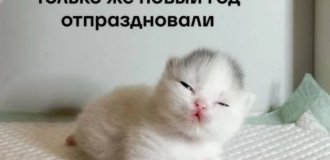 Лучшие шутки и мемы из Сети. Выпуск 685
