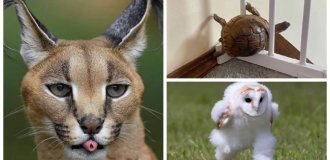 25 фото, на которых животные отжигают похлеще людей (26 фото)