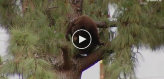 In California, park visitors were evacuated because of a bear in a tree