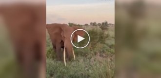 Слон напал на автомобиль с туристами в Африке