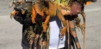 Тысячи игуан во Флориде разбросаны по улицам (3 фото)