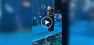Когда тюленю можно позавидовать