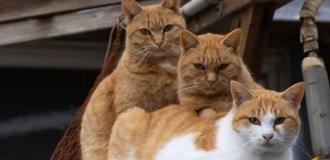 Cat Metropolis: How Masayuki Oki Turned Tokyo's Street Cats into Stars (9 photos)