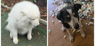 30 Charming Mischievous People Who Know a Thing About Design and Remodeling (31 photos)