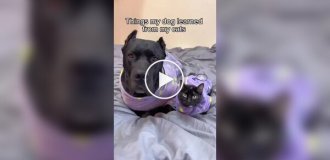 A dog raised by cats has funny cat habits