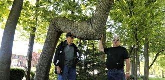 For what purpose did the American Indians bend tree trunks for many centuries? (6 photos)