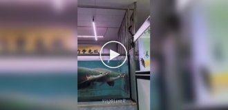 Любопытство едва не подвело: гигантская рыба неожиданно атаковала кота