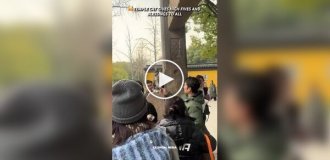 Cat "high fives" temple visitors