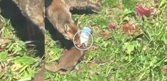 An exhausted fox cub was rescued from a trap in Britain