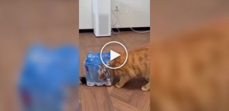 Хищник осматривает жилище человека