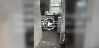Ремонт шел по плану, пока супруги не нашли лису у себя на кухне