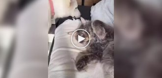 Cat ignored a dog that sat on him