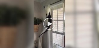 Какой у вас странный кот