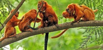In the jungles of Brazil lives a very rare lion monkey, which scares uninvited guests with its roar (4 photos)