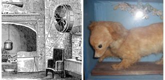 Spitting dogs - living kitchen mechanisms and victims of human ingenuity (8 photos)