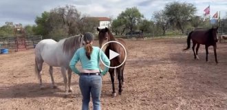 Реакция лошадей на грудь женщины