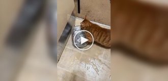 Рыжий кот, воспитанный енотами