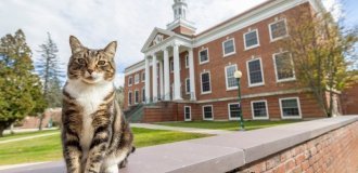 В американском вузе коту присвоили степень доктора наук (3 фото + 1 видео)