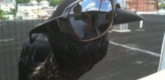 Причины, по которым не стоит заводить дома ворона (14 фото)