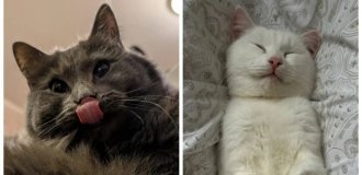 20+ виразних мордочек, які розкажуть все про важливе без слів (21 фото)