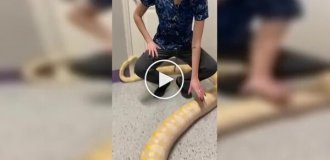 Бирманский питон-альбинос и проблема, о которой владельцы не знали