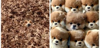 25 geniuses of camouflage that amaze with their ingenuity (26 photos)