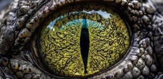 Самые красивые глаза в природе (10 фото)