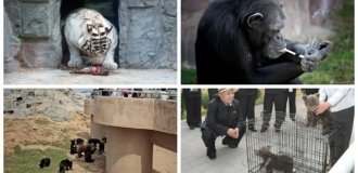 Pyongyang Central Zoo: When Modernization Didn't Help (12 photos + 3 videos)