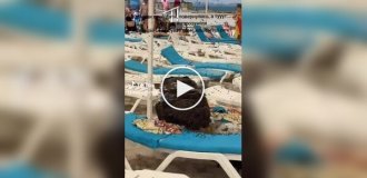 Во время отдыха на пляже семья обнаружила, что их вещи захватили сотни пчел