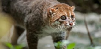 Суматранська кішка: крихітні водяні хижаки Азії (7 фото)