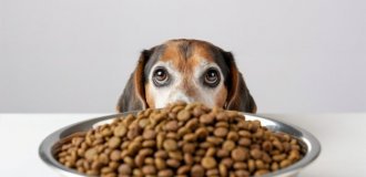 Корм для собак середніх порід: як обрати правильний раціон для дорослого улюбленця